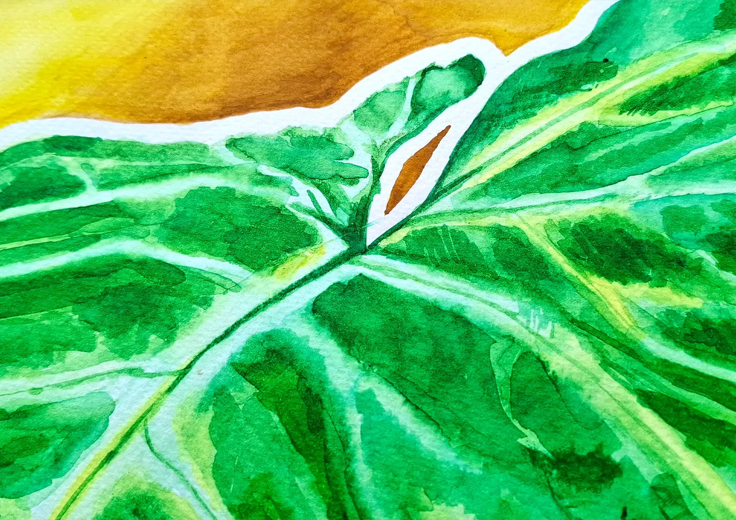 Arrowhead (Syngonium Podophyllum) • Original A4